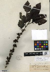 Image of Eurya verrucosa