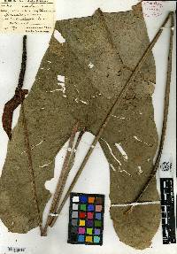 Anthurium lechlerianum image