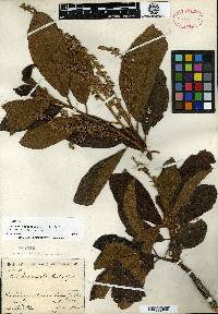 Clethra costaricensis image