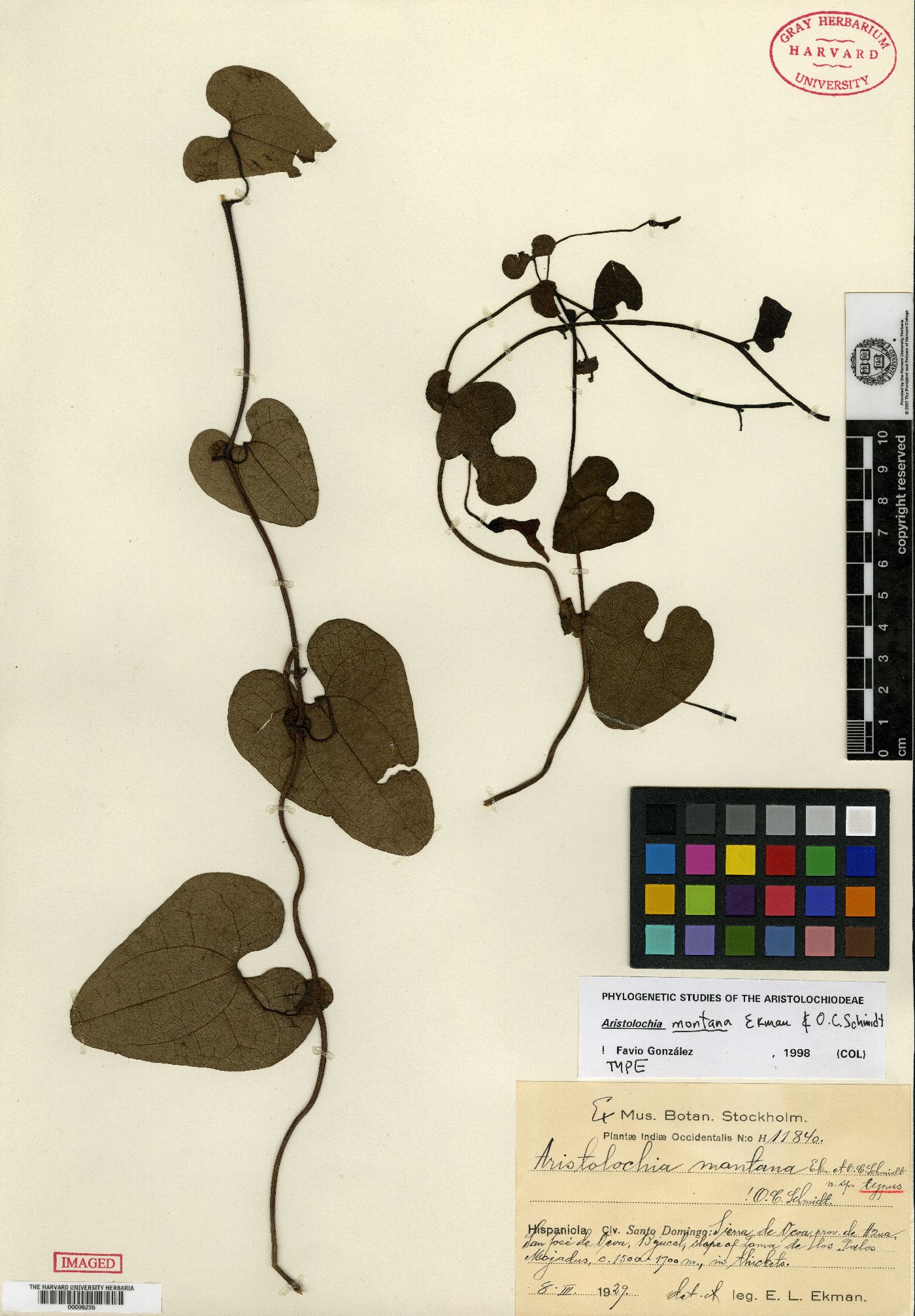 Aristolochia montana image