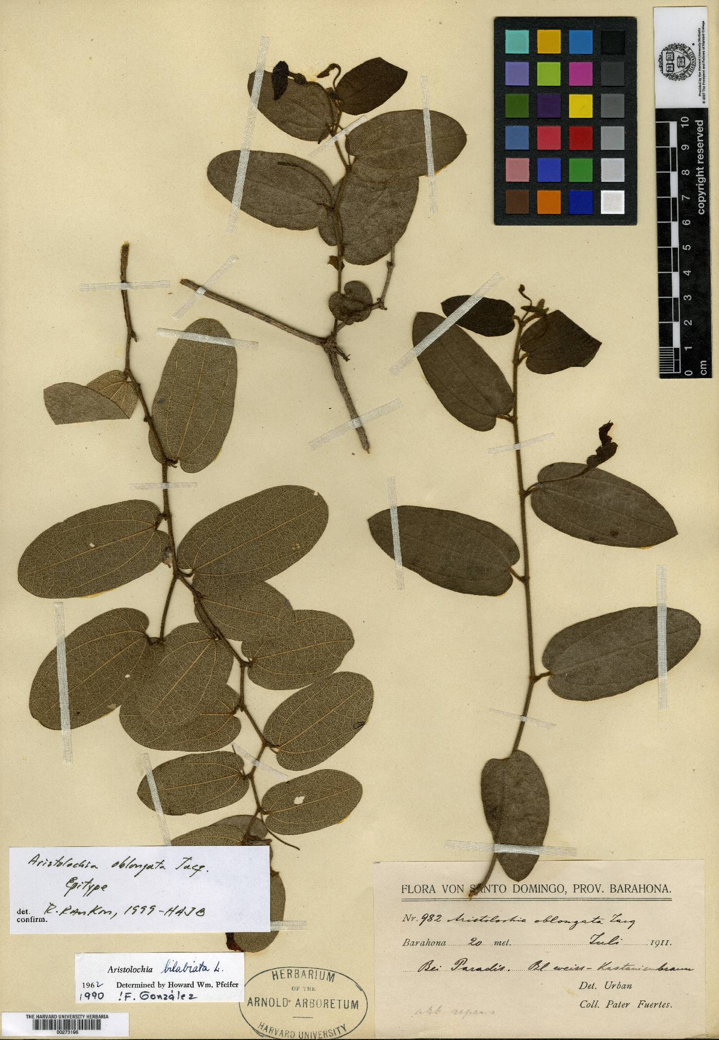 Aristolochia oblongata image