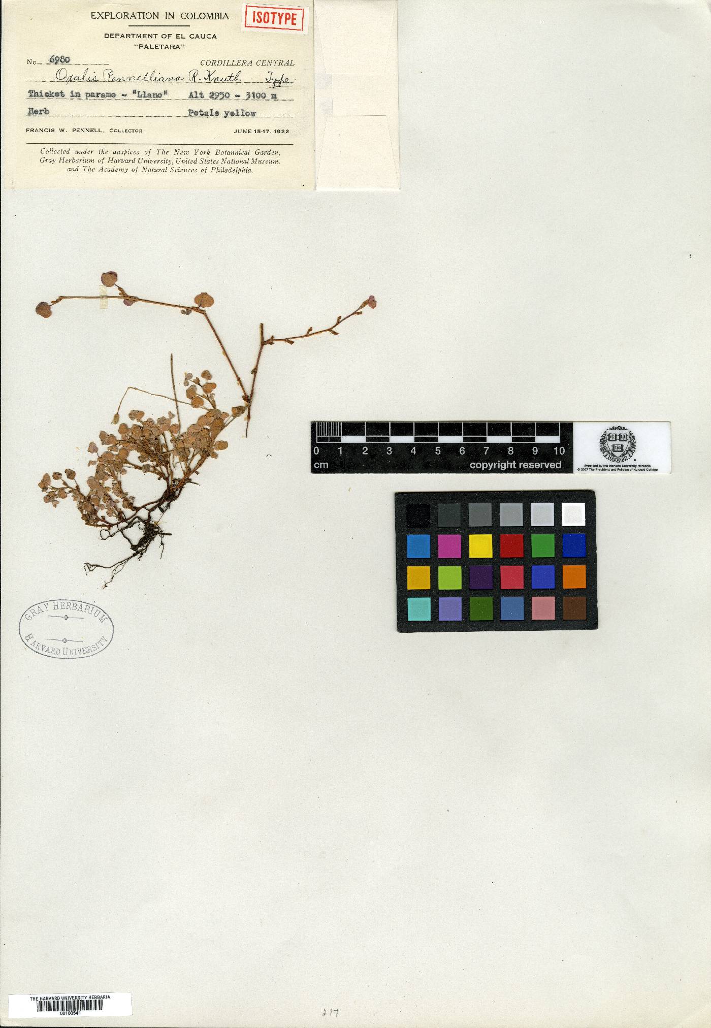 Oxalis megalorrhiza image