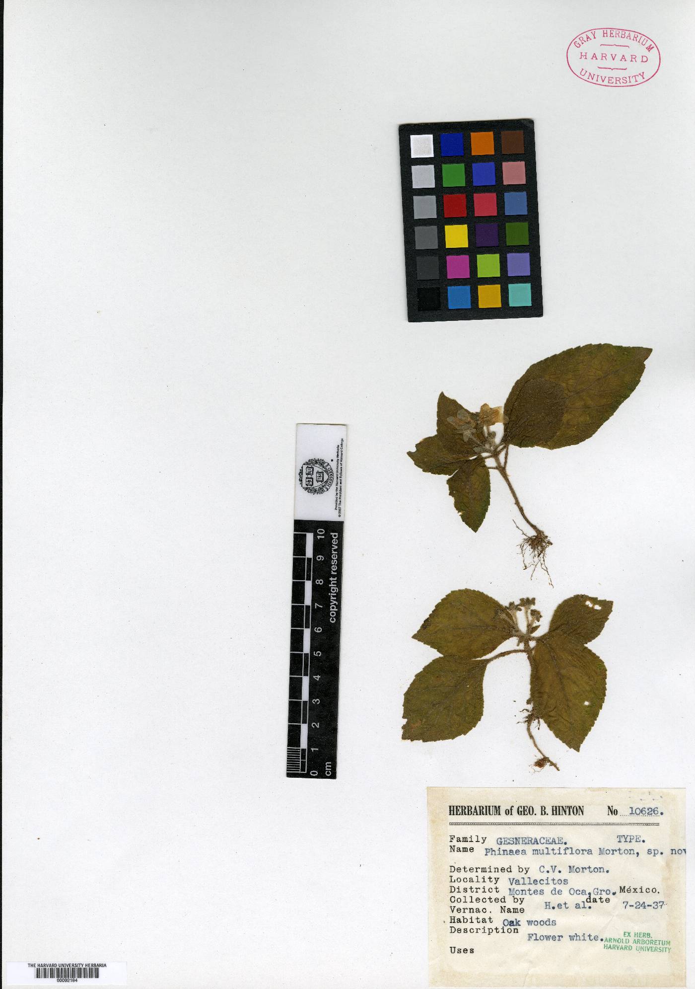 Phinaea multiflora image