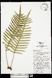 Polypodium pellucidum var. pellucidum f. pellucidum image