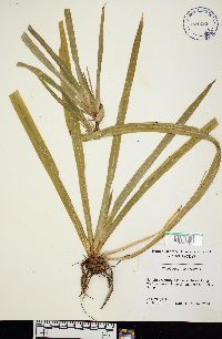 Thunbergia erecta image