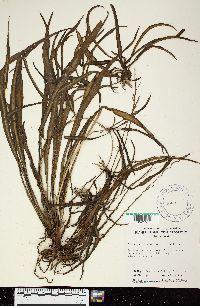 Chlorophytum comosum image