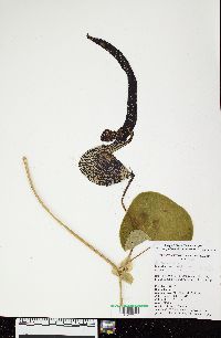 Aristolochia ringens image