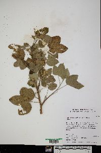 Gossypium tomentosum image