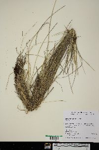 Image of Eragrostis grandis