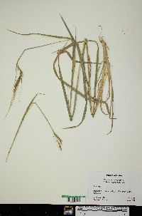 Image of Heteropogon contortus