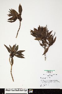 Myoporum sandwicense image