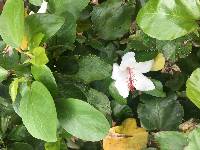 Hibiscus arnottianus image