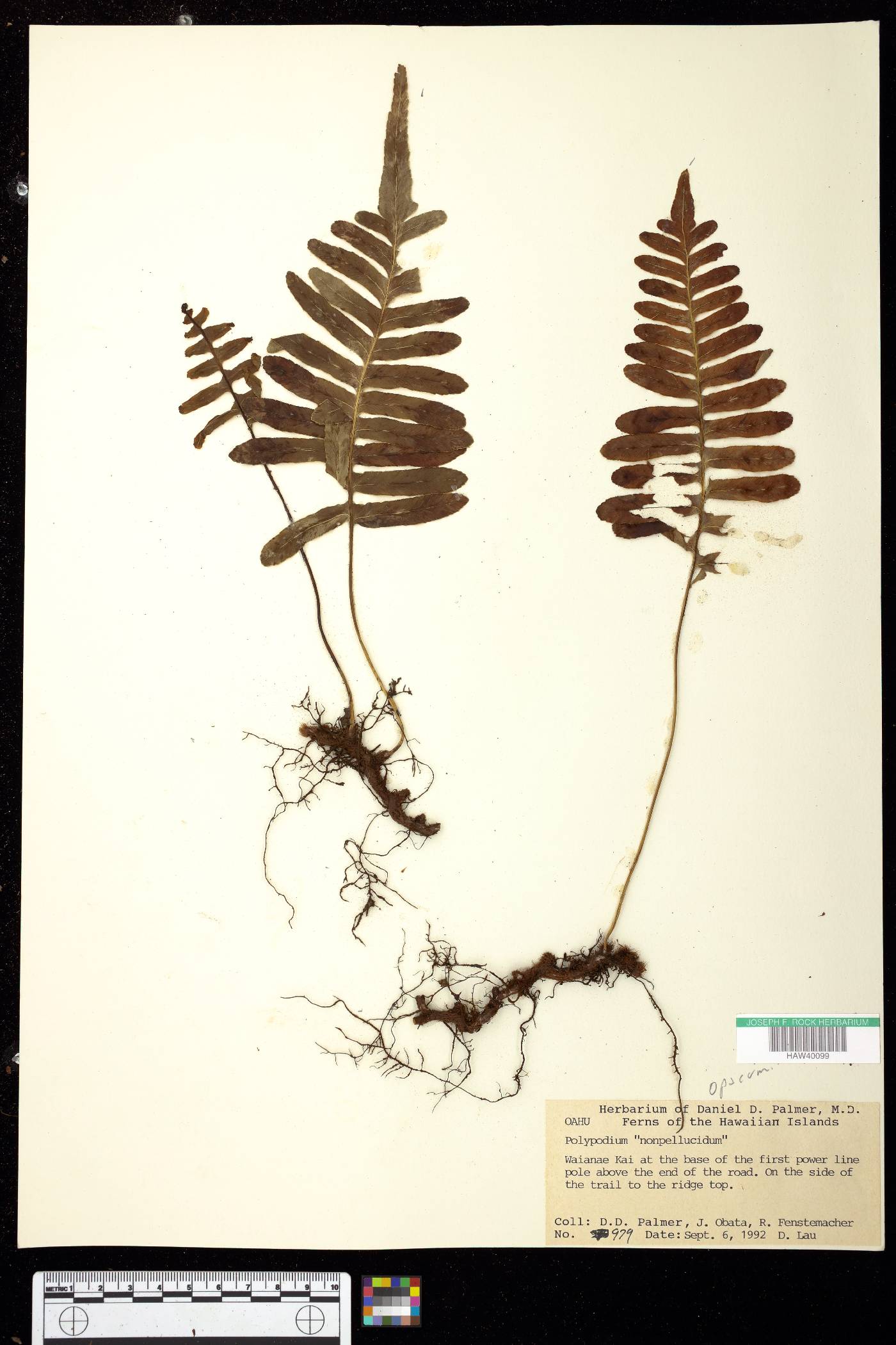 Polypodium pellucidum var. pellucidum f. opacum image