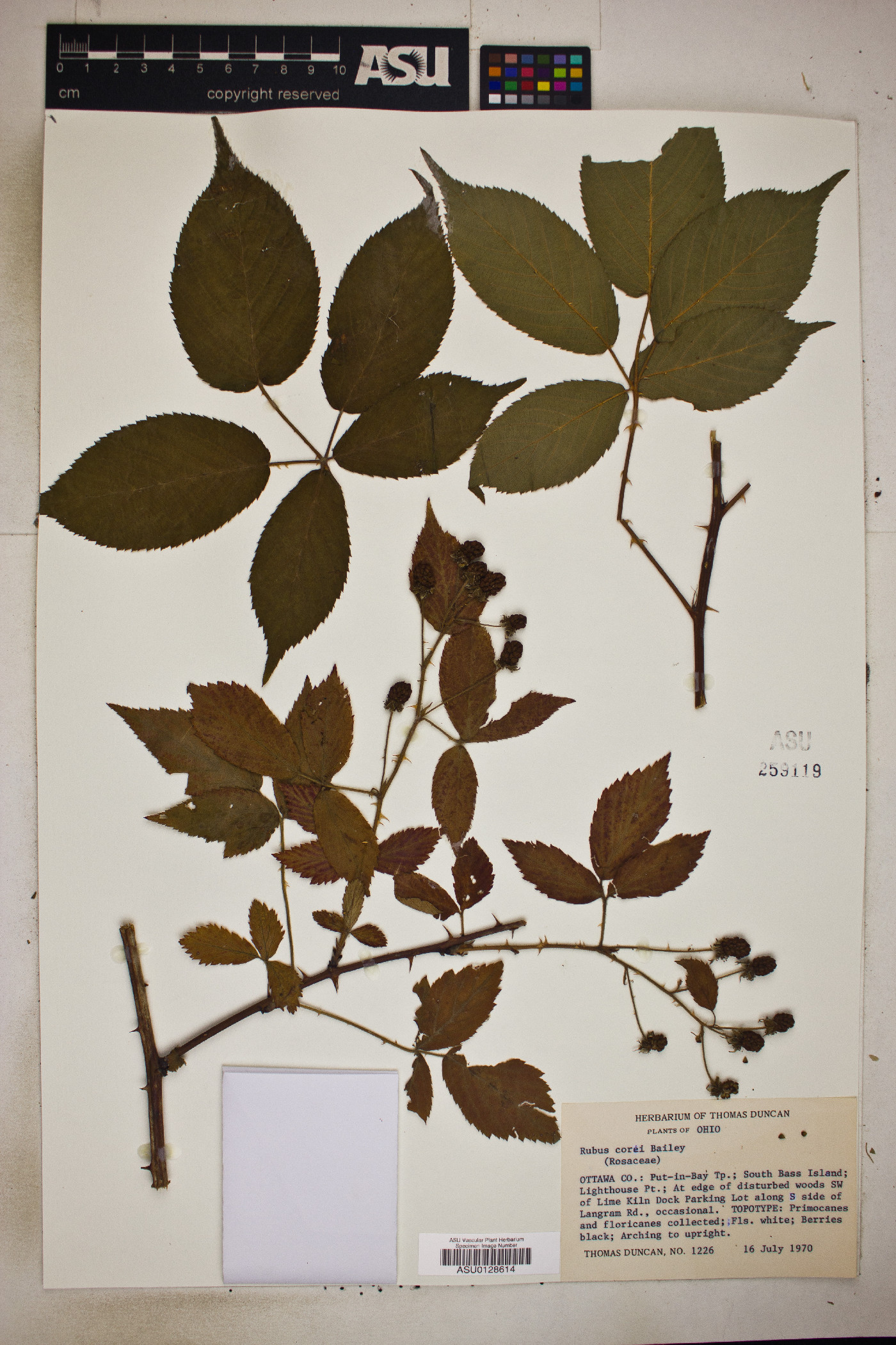 Rubus corei image