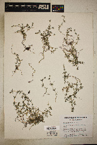 Galium brandegei image