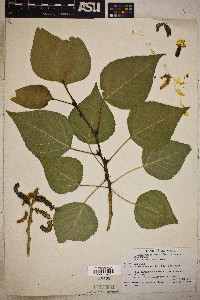 Populus acuminata image