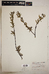 Salix melanopsis image