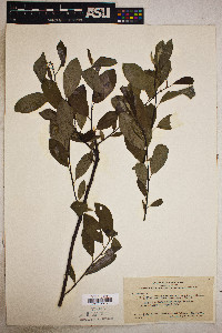 Salix tracyi image