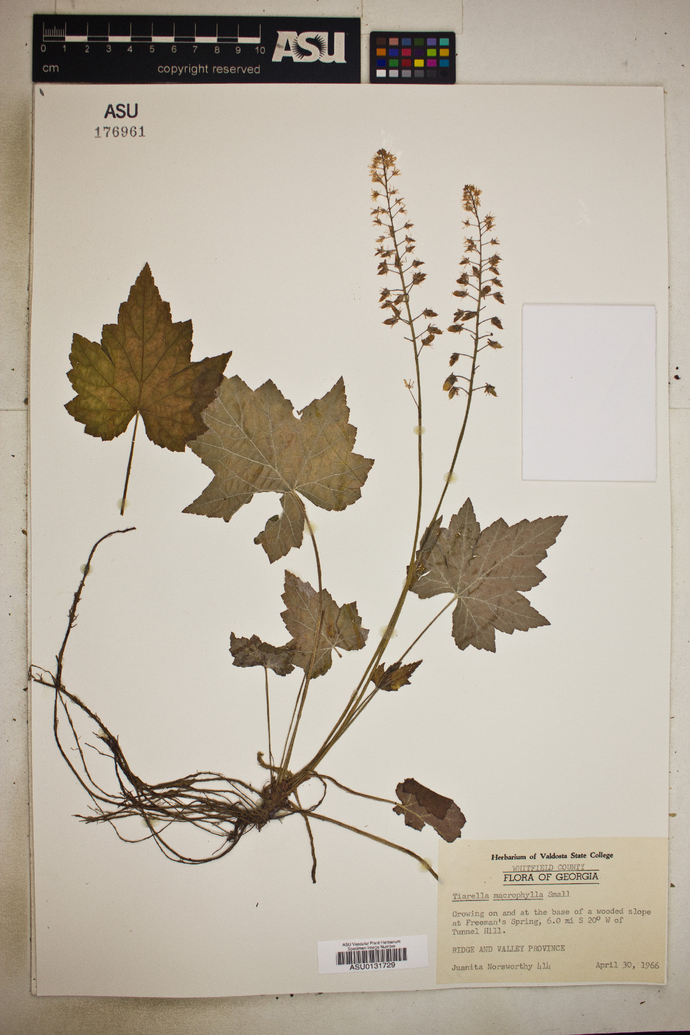Tiarella macrophylla image