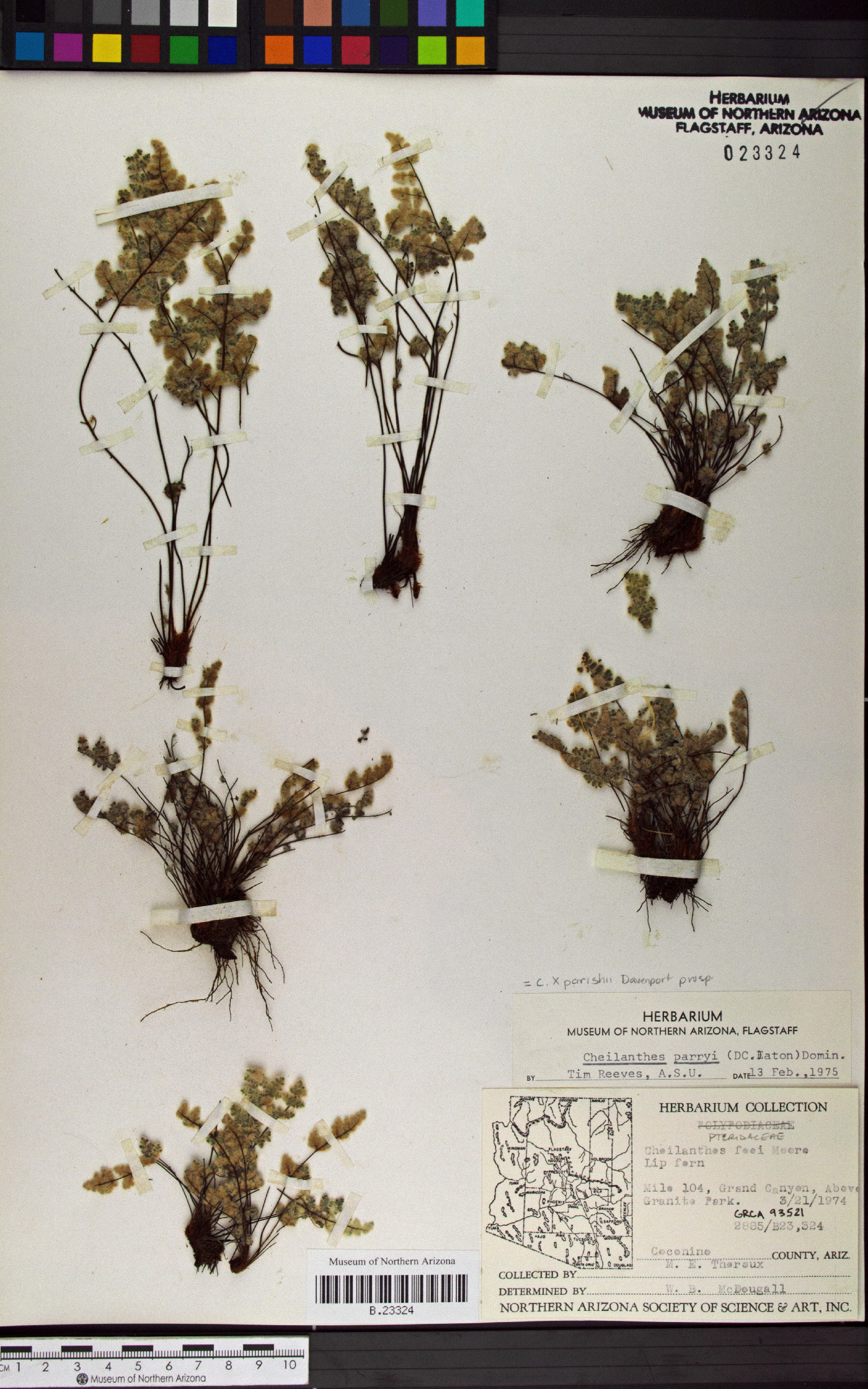 Myriopteris × parishii image