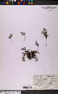 Myriopteris pringlei subsp. pringlei image