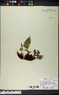 Polypodium hesperium image