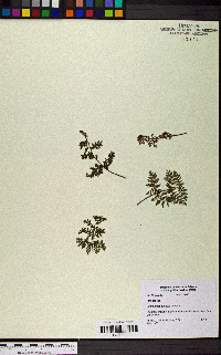 Myriopteris pringlei subsp. pringlei image