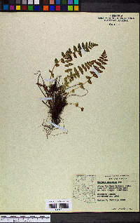 Woodsia mexicana image