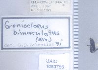 Image of Strabus bimaculatus