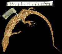 Echinosaura panamensis image