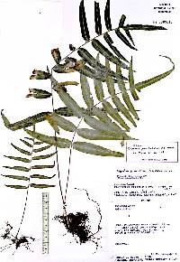 Polypodium pinnatissimum image