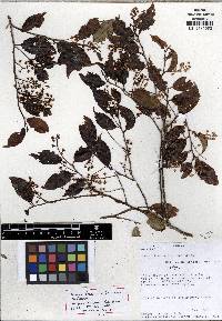 Prunus fortunensis image