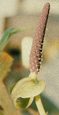 Anthurium cotobrusii image