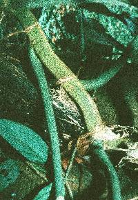 Philodendron lazorii image