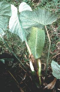 Philodendron strictum image