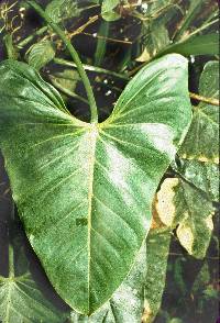 Philodendron straminicaule image
