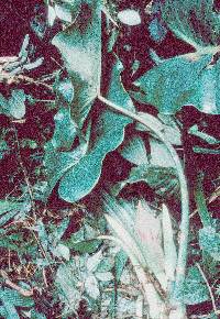 Philodendron zhuanum image