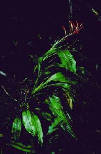 Image of Pitcairnia hammelii