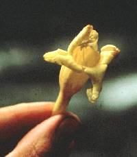 Image of Adenocalymma arthropetiolatum