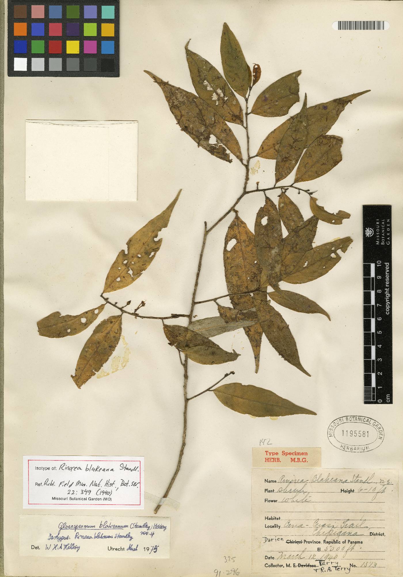Gloeospermum blakeanum image