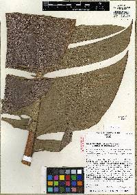 Heliconia xanthovillosa image