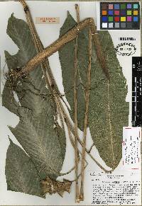 Image of Calathea venusta