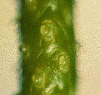 Anthurium acutangulum image