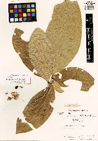 Image of Esenbeckia panamensis