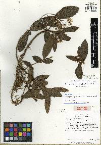 Neomirandea gracilis image
