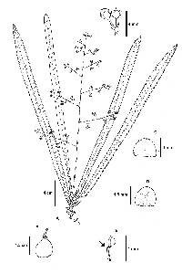 Meliosma linearifolia image