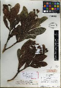 Psychotria olgae image