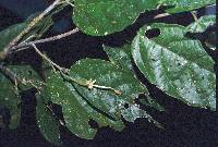 Image of Quararibea parviflora