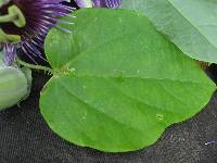 Passiflora chocoensis image