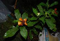 Psychotria correae image
